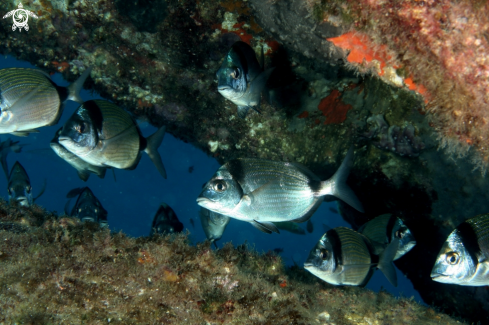 A Diplodus vulgaris | Sarago fasciato