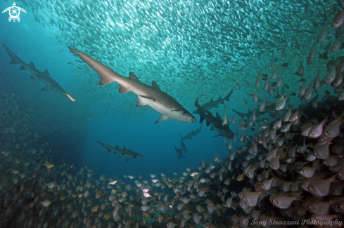 A Carcharias taurus and Pempheris multiradiata | Grey Nurse Shark (Sand Tiger, Ragged Tooth)