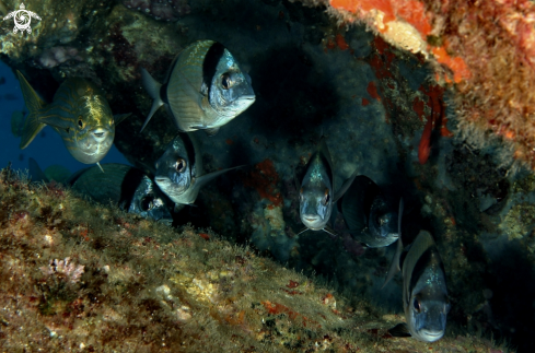 A Sarpa sarpa-Diplodus vulgaris | Salpa e Sarago fasciato