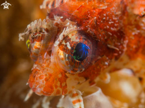 A Shortfin Lionfish