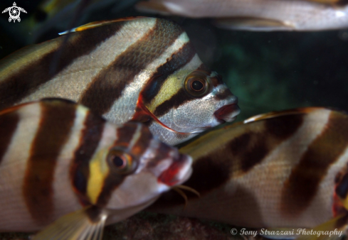 A Cheilodactylus vestitus | Crested Morwong