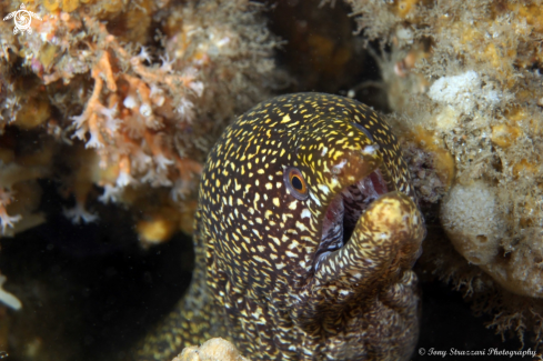 A Enchelycore ramosa | Mosaic Moray