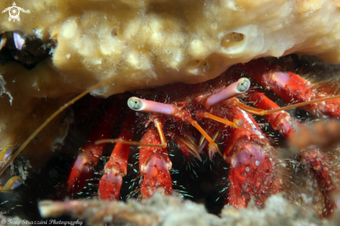 A Hairy Red Hermit Crab