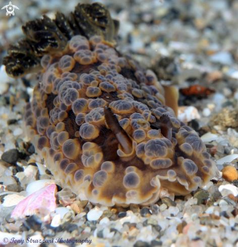 A Bubbly Dendrodoris