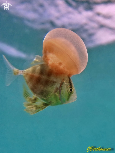 A  Juvenile trevally (3 cm) wearing a jellyfish