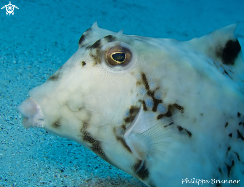 A Cow's box fish