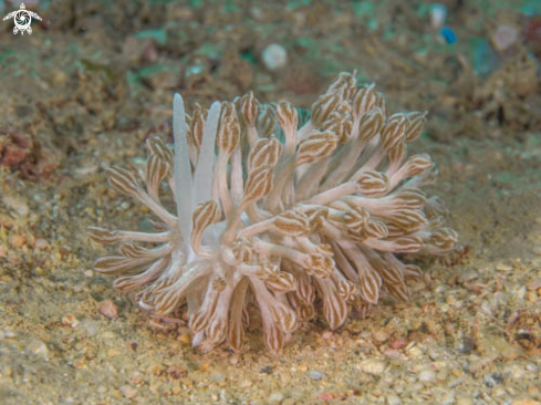 A Phyllodesmium Rudmani | Phyllodesmium Rudmani