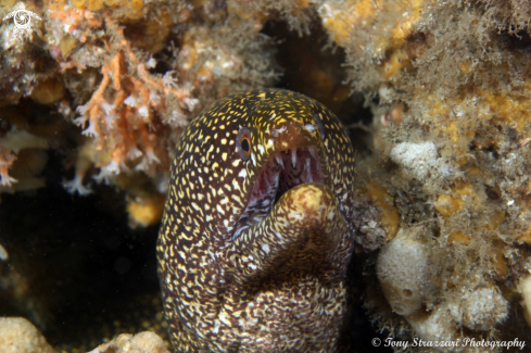 A Mosaic Moray