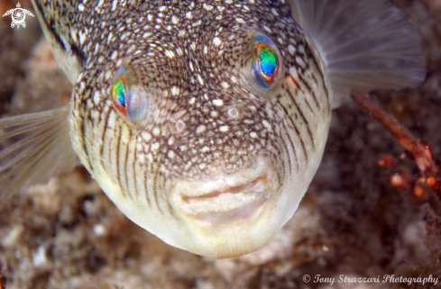 A Tetractenos glaber | Smooth Toadfish