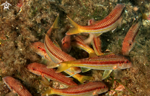 A Mullus surmuletus | Triglia di scoglio