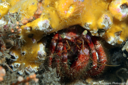 A Dardanus lagopodes | Red hairy hermit crab