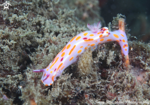 A Ceratosoma amoenum | Sweet Ceratosoma