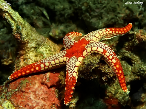 A Fromia monilis | sea star