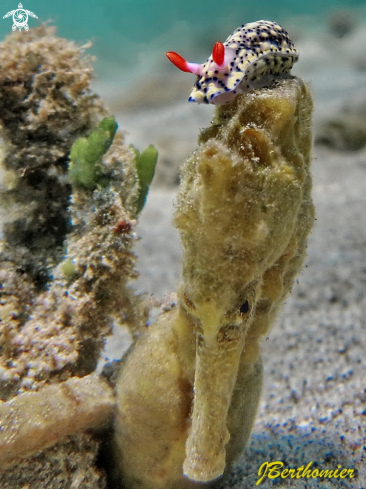 A Sea horse and Hypselodoris infucata