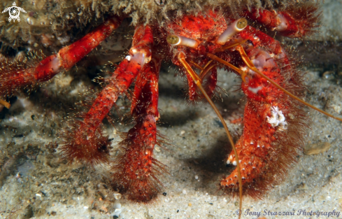 A Dardanus lagopodes | Hairy Red Hermit Crab