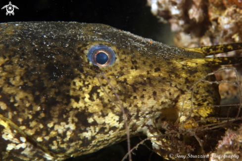 A Cnidoglanis macrocephalus | Estuarine catfish