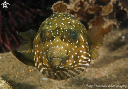 A Stars and stripes pufferfish