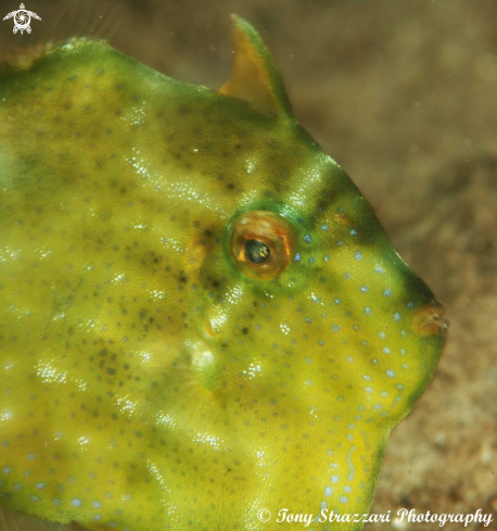 A Pygmy leatherjacket