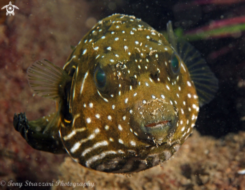 A Achoerodus viridis | Stars and stripes pufferfish