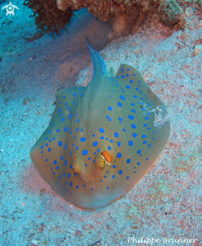 A Blue spotted stingray