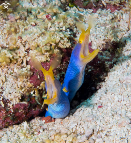 A Ribbon Eel