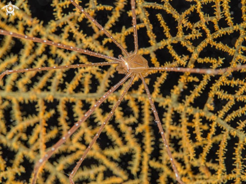 A Spider Crab | Spider Crab