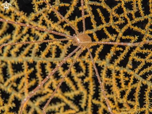 A Spider Crab