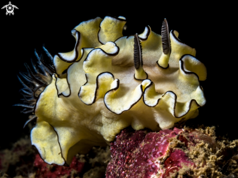 A Glossodoris atromarginata | Nudibranch