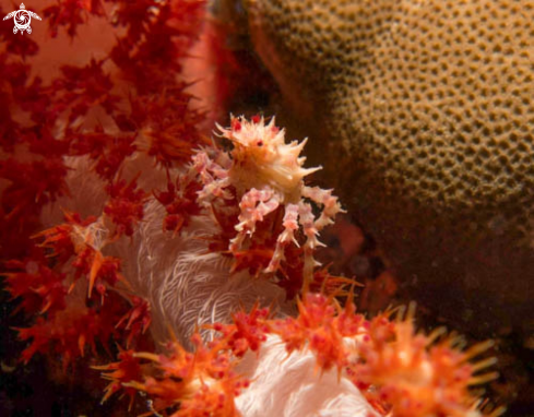 A Hoplophrys Oatesii | Soft Coral Crab