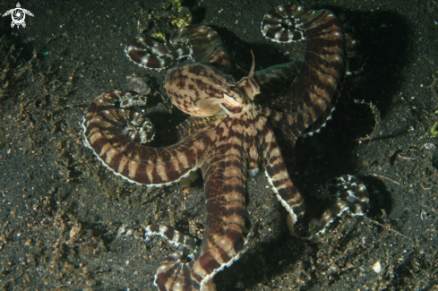 A Wonderpus Octopus