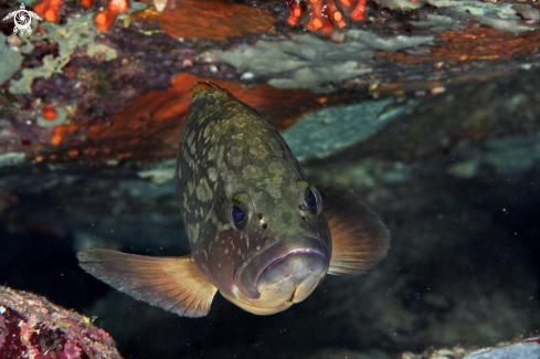 A Epinephelus marginatus | Cernia bruna