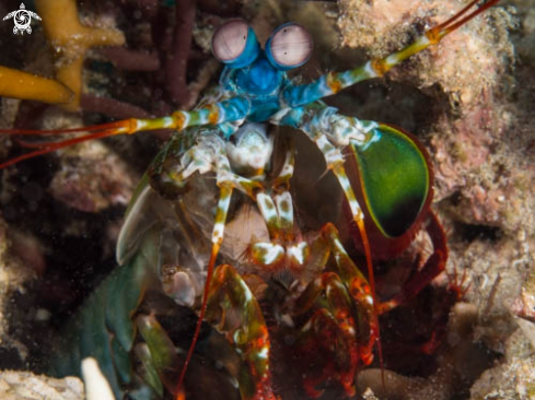 A Stomatopoda - Mantis Shrimp | Mantis Shrimp