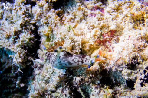 A Nembrotha lineolata