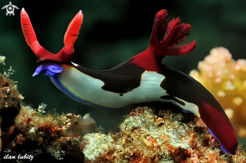 A nudibranch