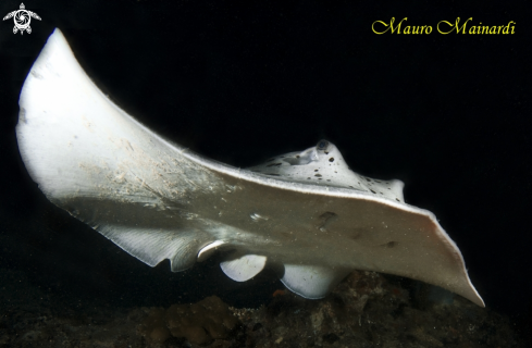 A Stingray