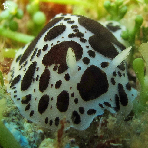 A Discodoris atromaculata | Leopard Slug