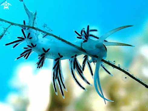 A Nudibranch, Seaslug