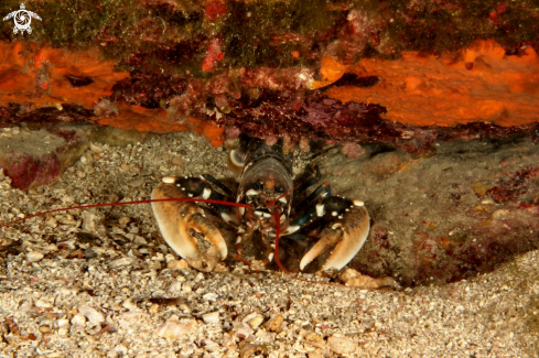 A Homarus gammarus | Astice