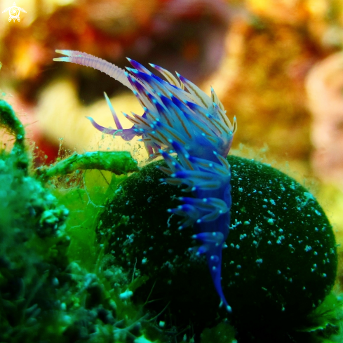 A Nudibranch, Seaslug