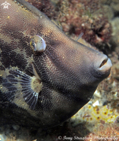 A Monacanthus chinensis | Fan belly leatherjacket