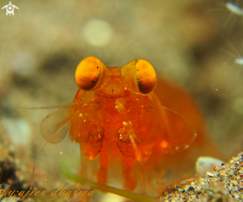 A mantis shrimp 