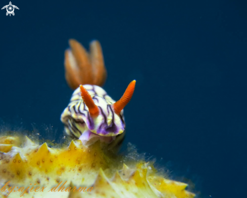 A hypselodoris zephyra 