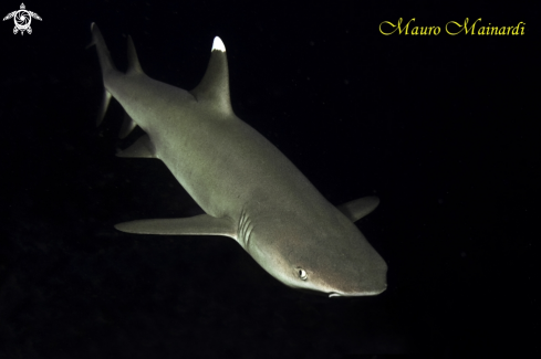 A Shark reef white tip