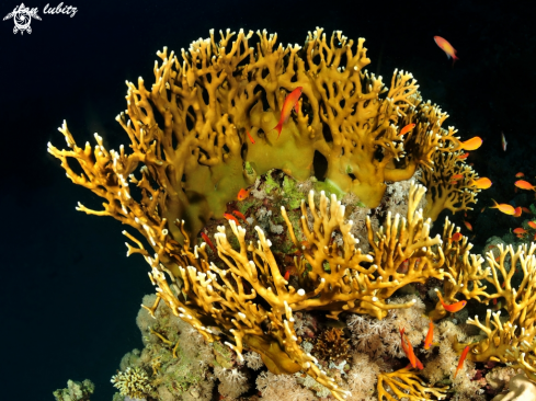 A fire  corals 