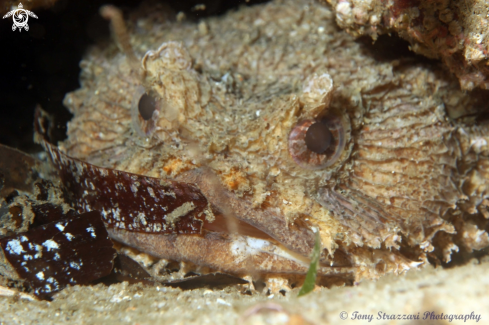 A Batrachomoeus dubius | Eastern frogfish