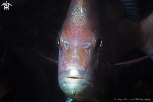 A Pagurus auratus | Snapper