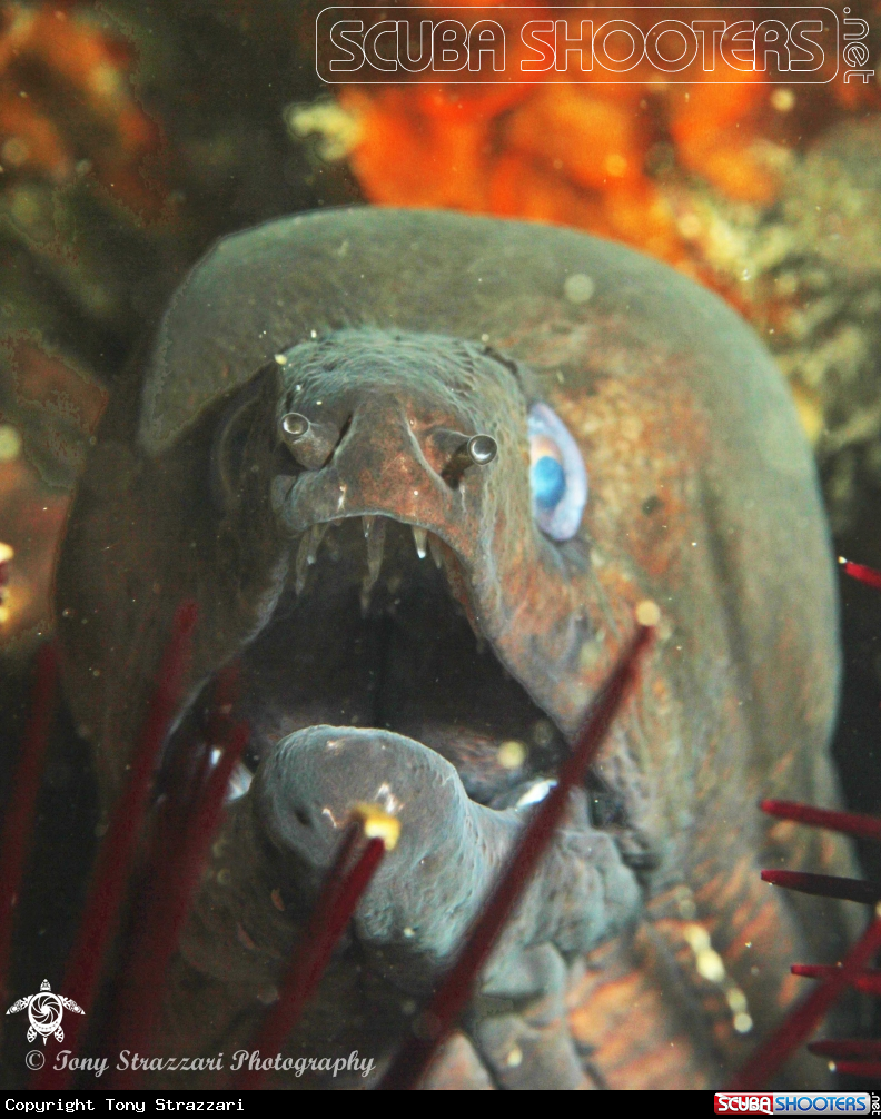 A Saw-toothed moray