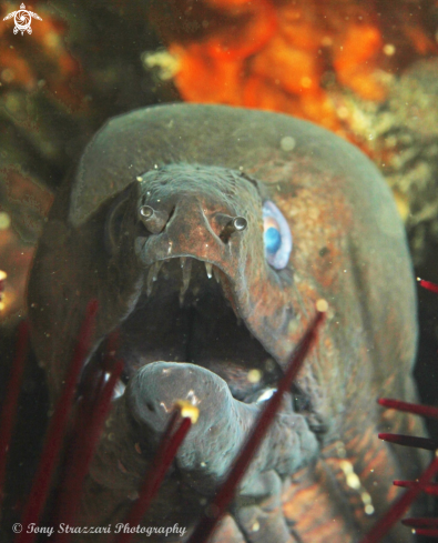 A Gymnothorax prionodon | Saw-toothed moray