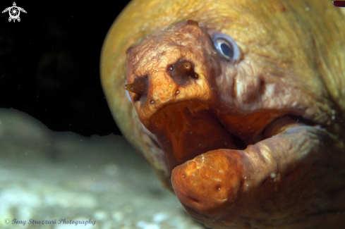 A Gymnothorax prasinus | Green moray