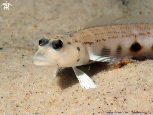 A Parapercis ramsayi | Spotted Grubfish